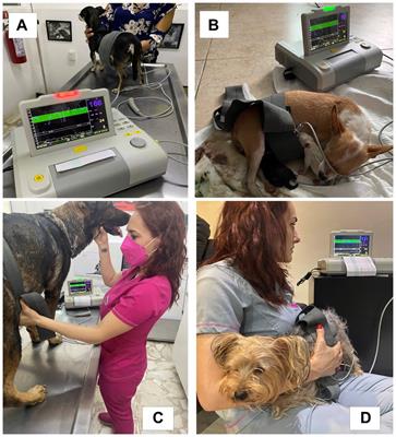 Uterine dynamics, blood profiles, and electronic fetal monitoring of primiparous and multiparous bitches classified according to their weight